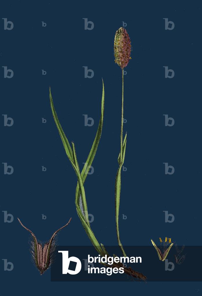 Linnaea Borealis; Two-Flowered Linnaea