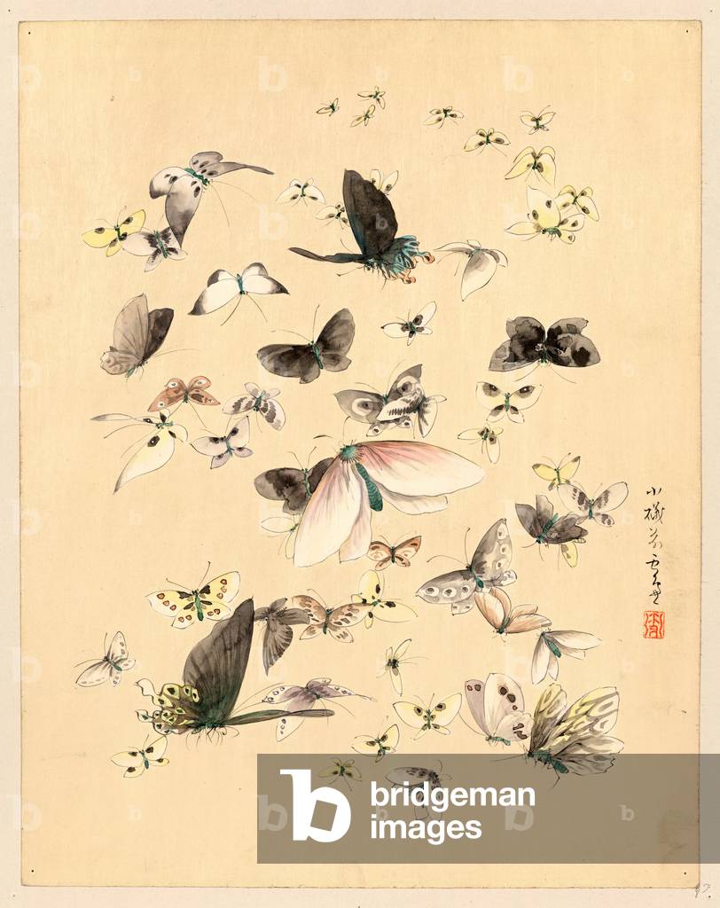 [Butterflies and Moths], [Between 1800 and 1850] 1 Drawing : Color.