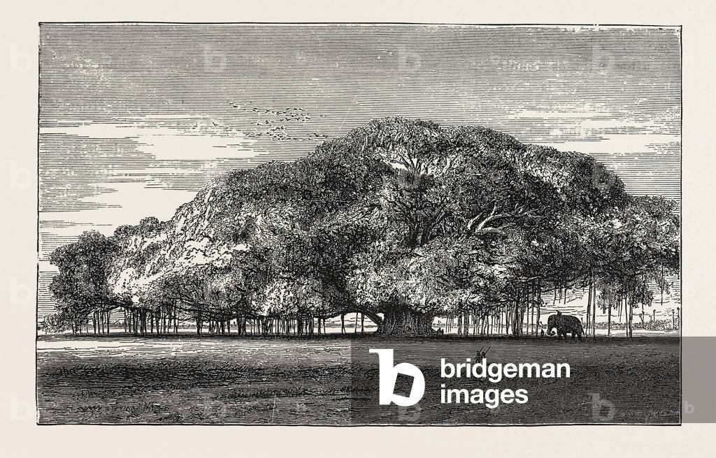 The Great Banyan Tree (Ficus Indica) in the Botanical Gardens, Calcutta, India