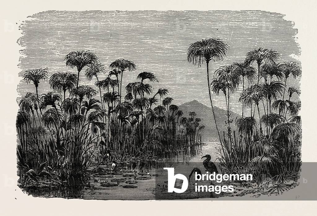 Scene On a Tributary of the Nile (Bulrushes, Ibis), Egypt