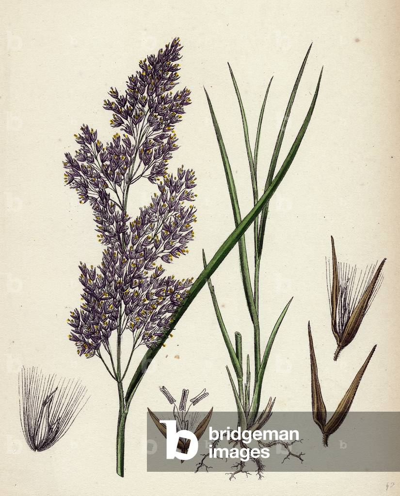 Calamagrostis Lanceolata Purple-Flowered Small-Reed