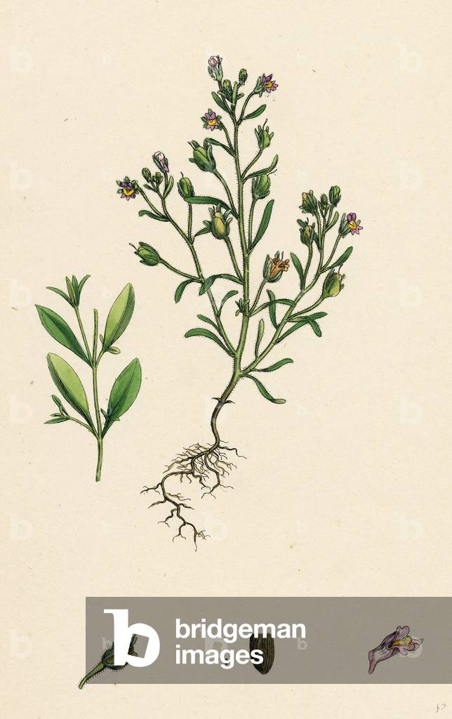 Linaria Minor Lead Toadflax