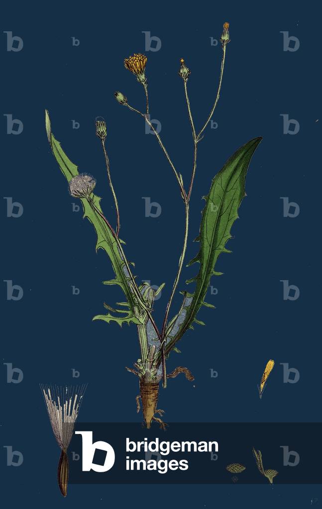 Rumex Crispus; Curled Dock