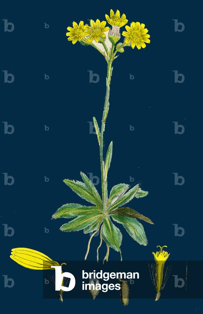 Verbascum Nigro-Pulverulentum; Hybrid Between Dark and Hoary Mulleins