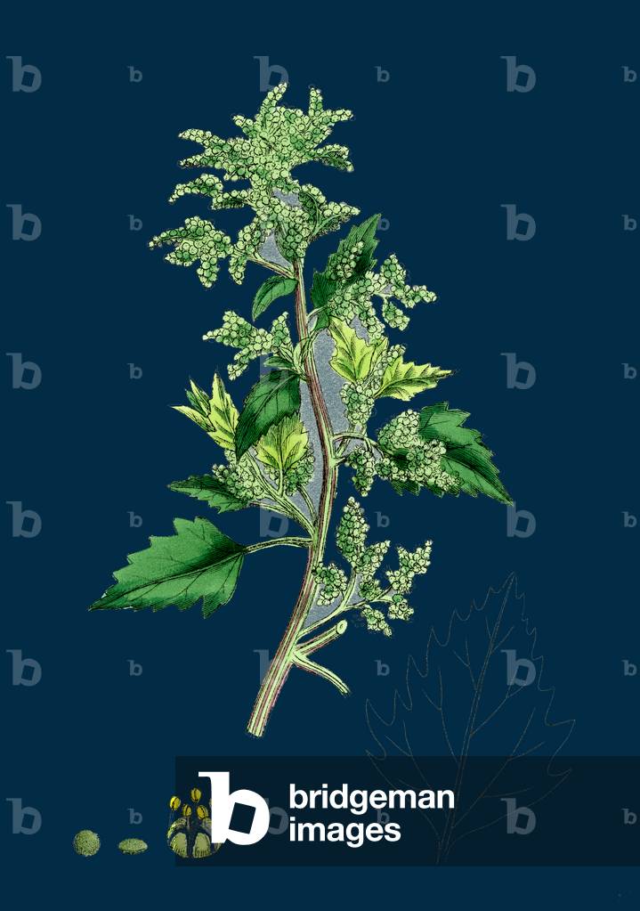 Hypochoeris Maculata; Spotted Cat's-Ear