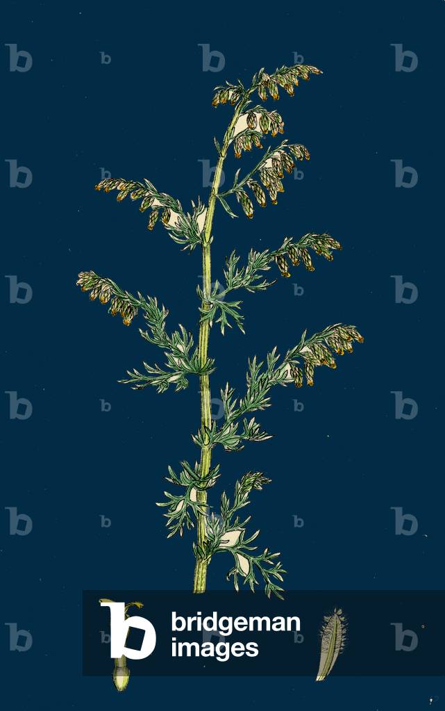 Festuca Uniglumis; Single-Glumed Fescue-Grass