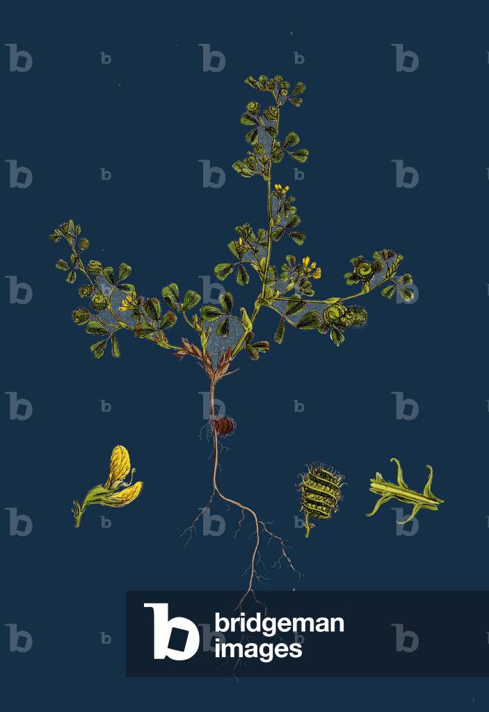 Carex Paradoxa; Paradoxical Sedge