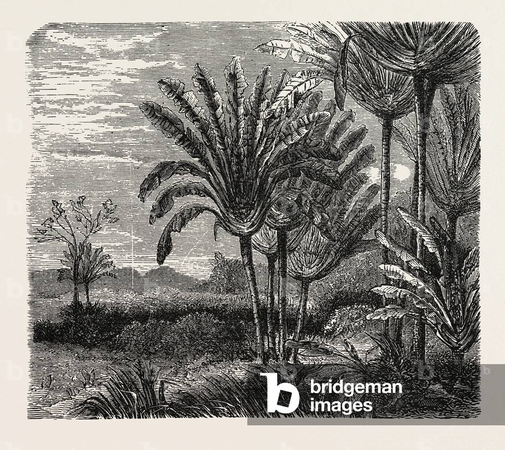 The Travellers Tree (Urania Speciosa).