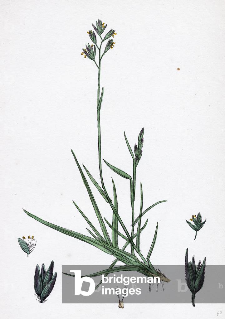 Triodia Decumbens Decumbent Heath-Grass