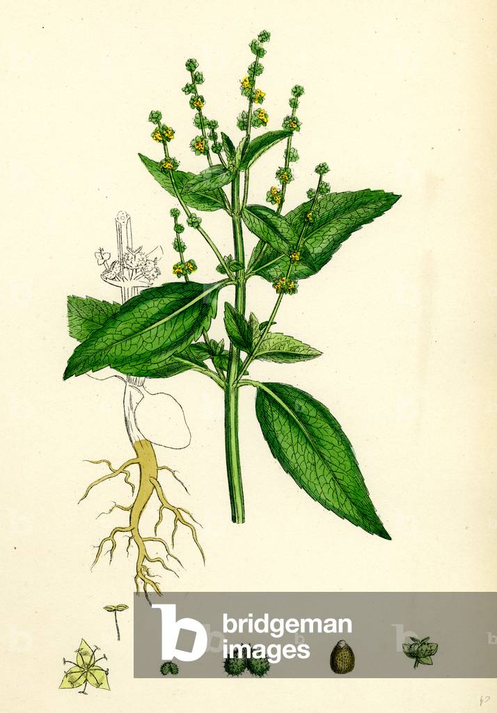 Mercurialis Annua Var. Genuina Annual Dog's-Mercury Var. A.