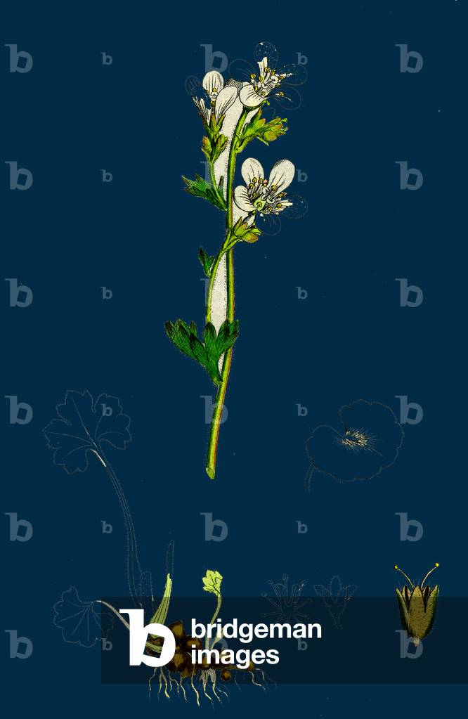 Circaea Lutetiana; Common Enchanter's-Nightshade