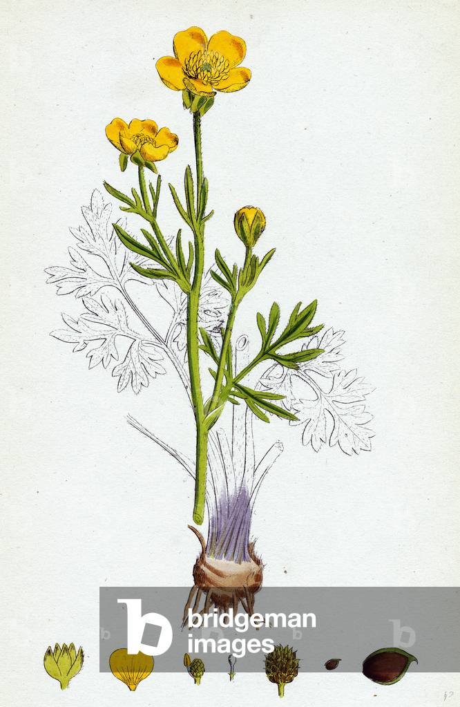 Ranunculus Bulbosus Bulbous Crowfoot