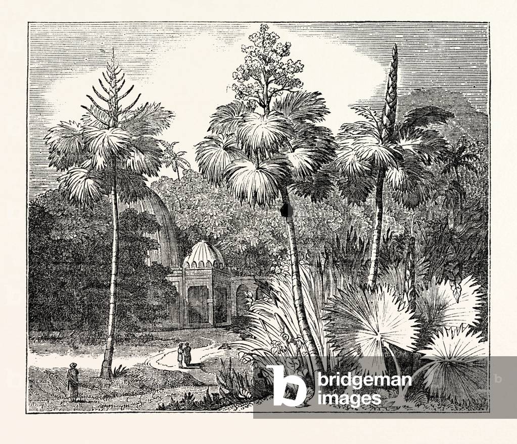 Talipot Palms in Different Stages of Growth