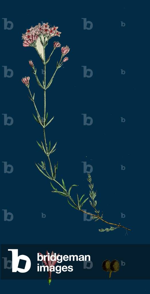Trifolium Resupinatum; Reversed-Flowered Trefoil