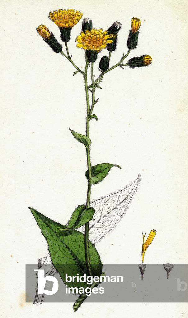 Hieracium Prenanthoides Rough-Leaved Hawkweed
