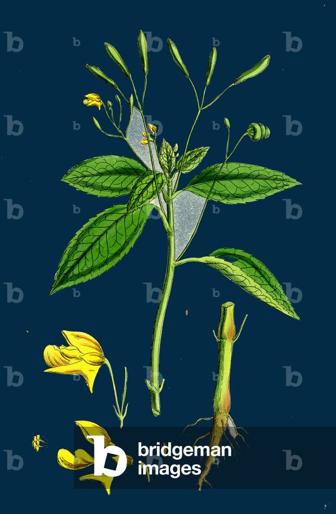 Ranunculus Tripartitus; Three-Lobed Water-Crowfoot