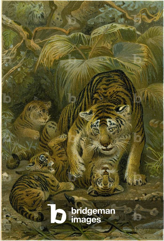 Tigress and Cubs