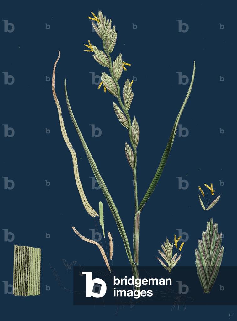 Saxifraga Aizoides; Yellow Mountain Saxifrage