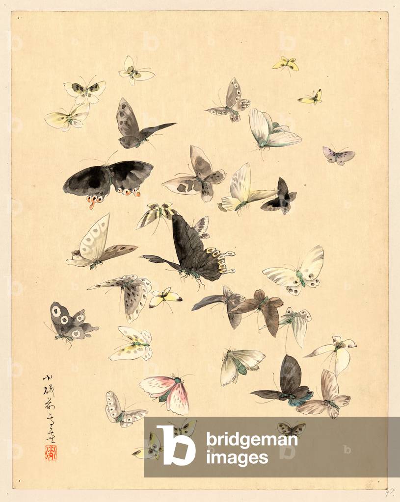 [Butterflies and Moths], [Between 1800 and 1850] 1 Drawing : Color.