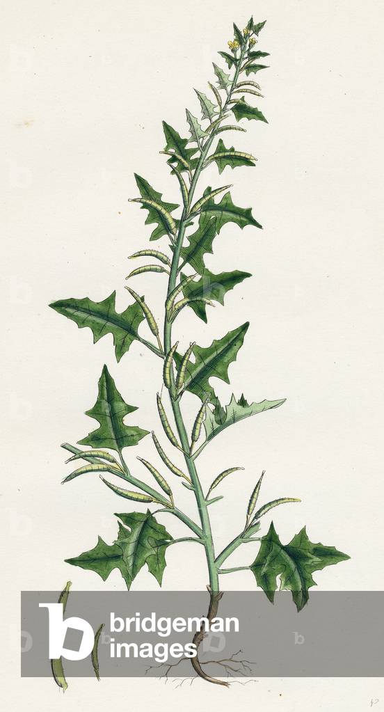 Sisymbrium Polyceratium Prostate Hedge-Mustard