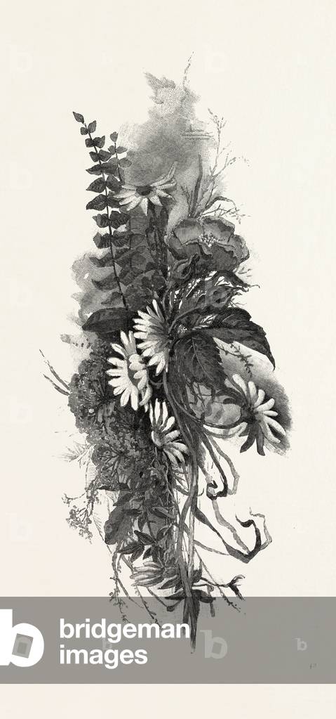 Woodland Flowers, Canada, Nineteenth Century Engraving