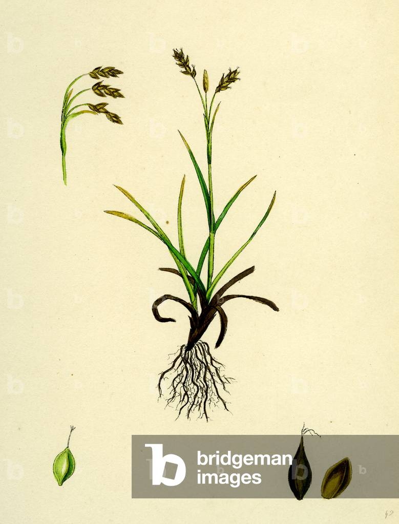 Carex Capillaris Capillary Sedge