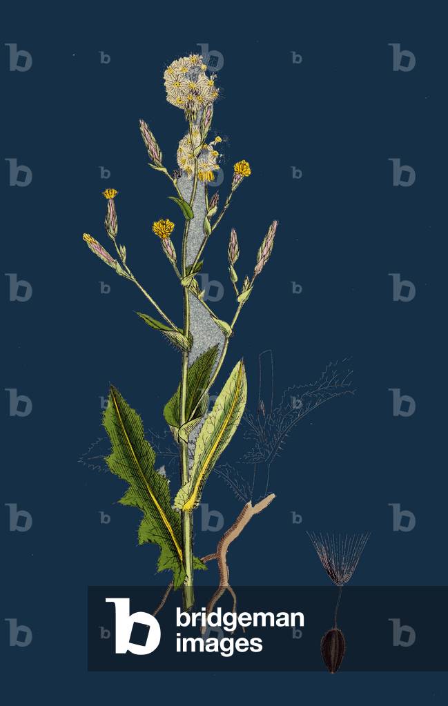 Chenopodium Bonus-Henricus; Allgood