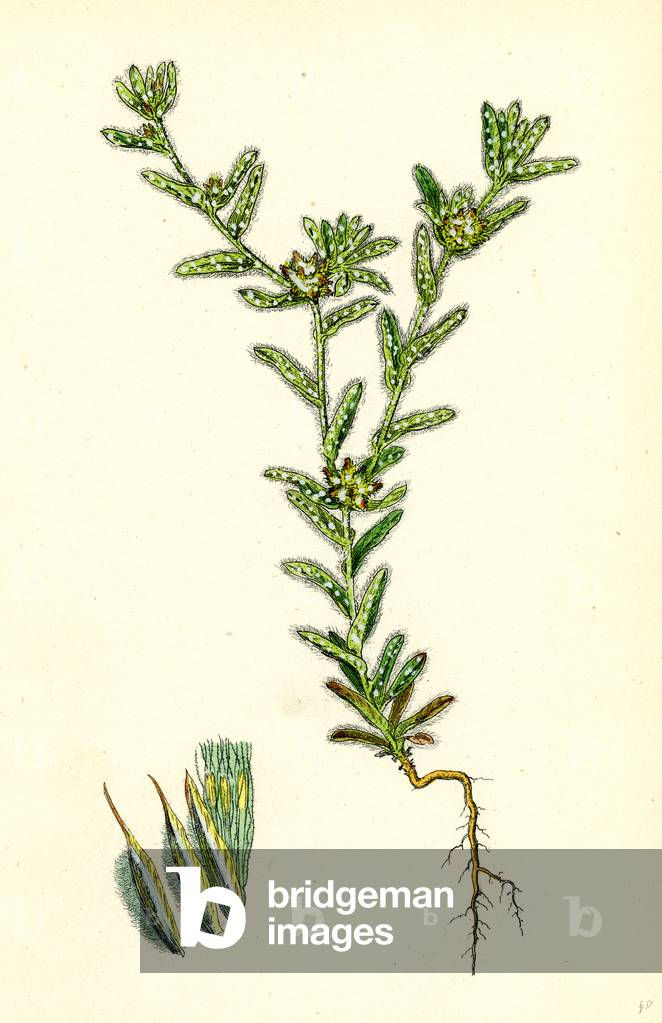 Filago Apiculata Red-Tipped Cudweed