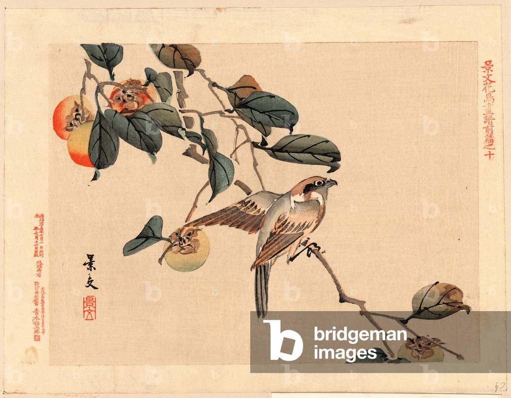 Zenpen No Ju, Page Ten. 1892., 1 Print : Woodcut, Color ; 20.9 X 27.3 ., Print Shows a Bird Perched on a Branch in Persimmon Tree.