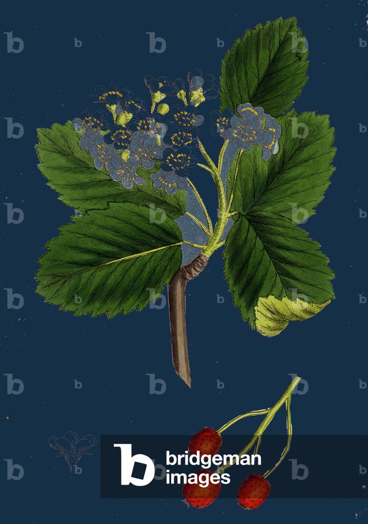 Rubus Suberectus; Suberect Bramble