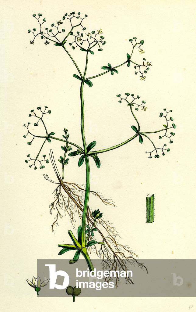 Galium Palustre Var. Elongatum Marsh Bedstraw Var. A.