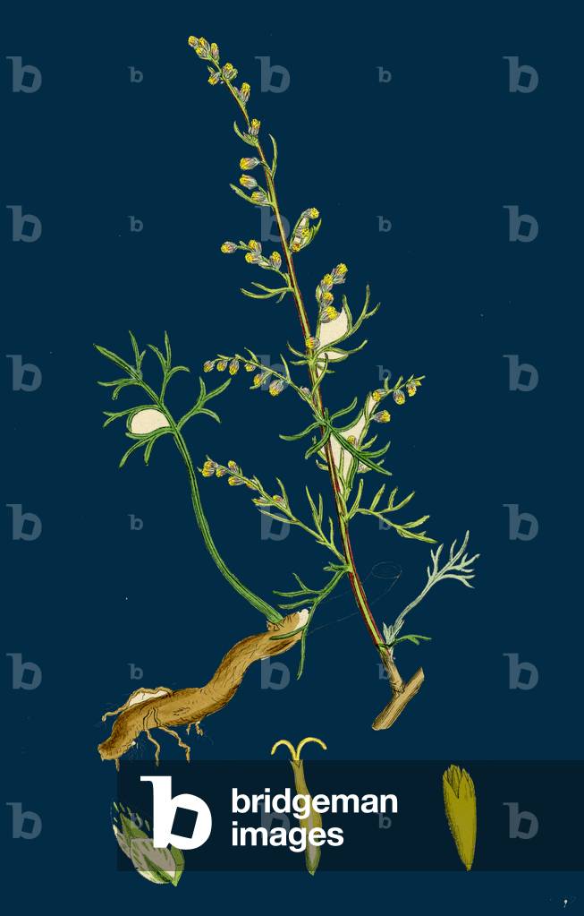 Festuca Sciuroides; Barren Fescue-Grass
