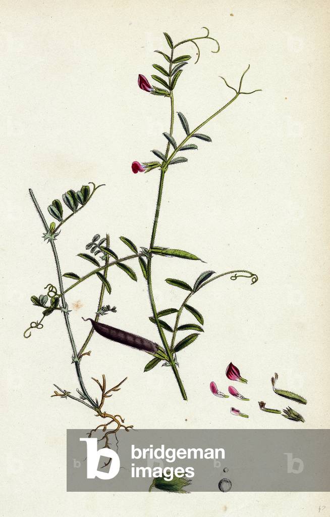 Vicia Angustifolia Var. B Bobartii Common Wild Vetch Var. B.