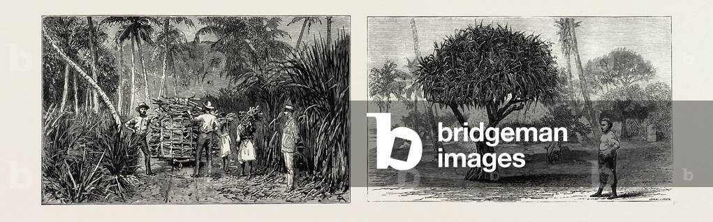 Loading Cane in a Sugar Field, Fiji Islands (Left); Pandanus Tree, Tongatabu, Tonga Islands (Right)