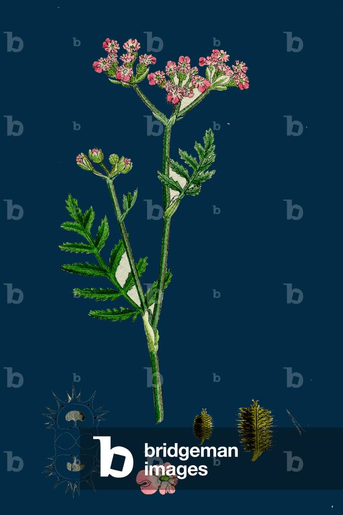 Melica Nutans; Nodding Melic-Grass