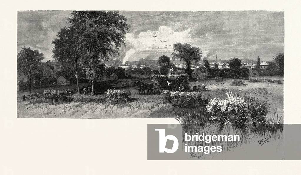 Harvesting near Oshawa, Canada, Nineteenth Century Engraving