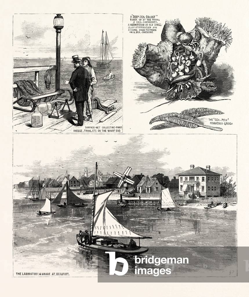 North Carolina: The Seaside School of the Johns Hopkins University of Baltimore, at Beaufort. U.S., Engraving 1880 1881