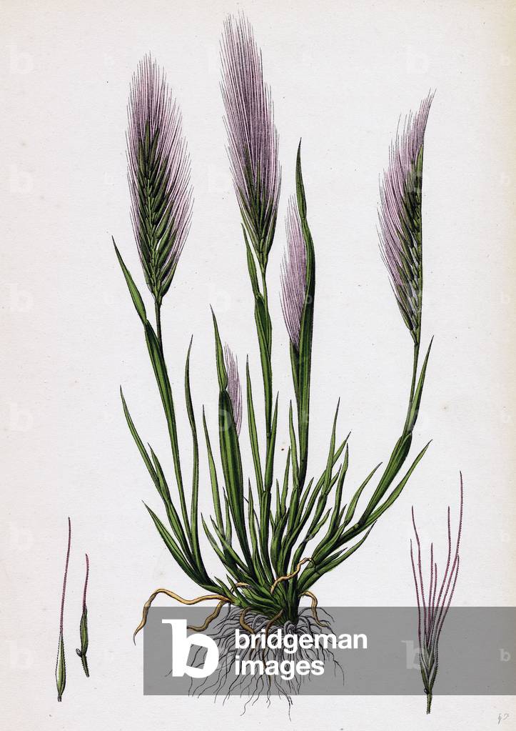 Festuca Uniglumis Single-Glumed Fescue-Grass