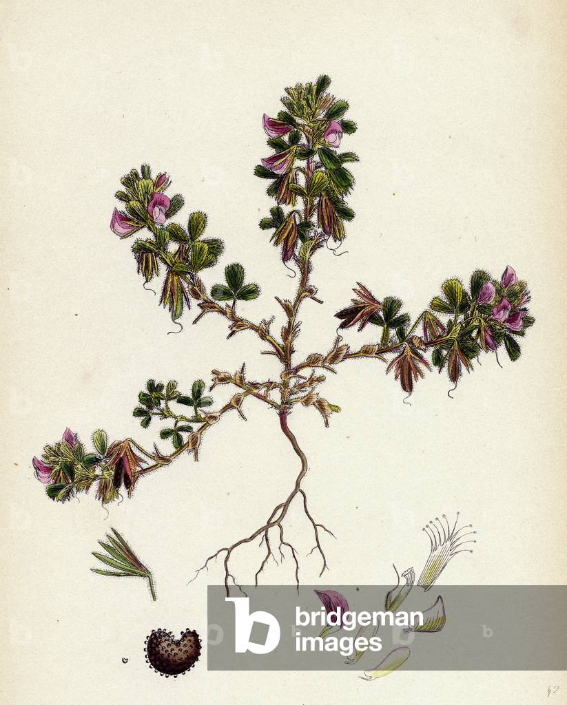 Ononis Reclinata Small Spreading Rest-Harrow