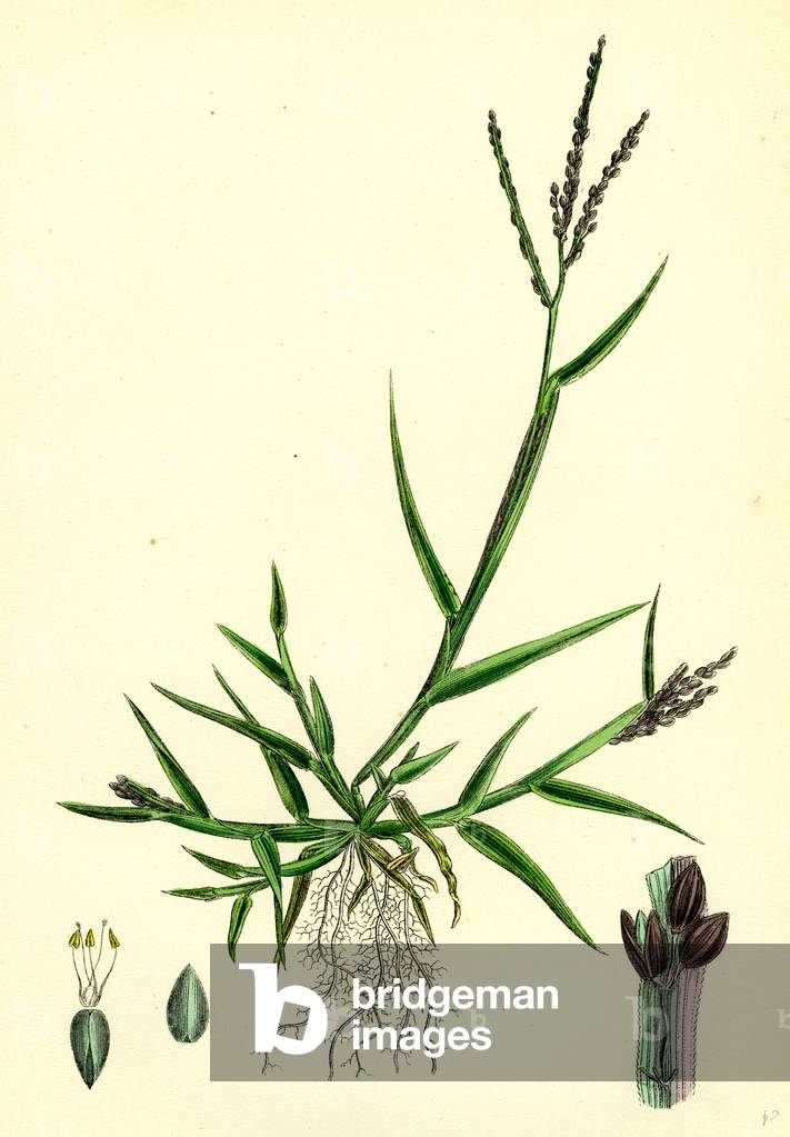 Digitaria Humifusa Glabrous Finger-Grass