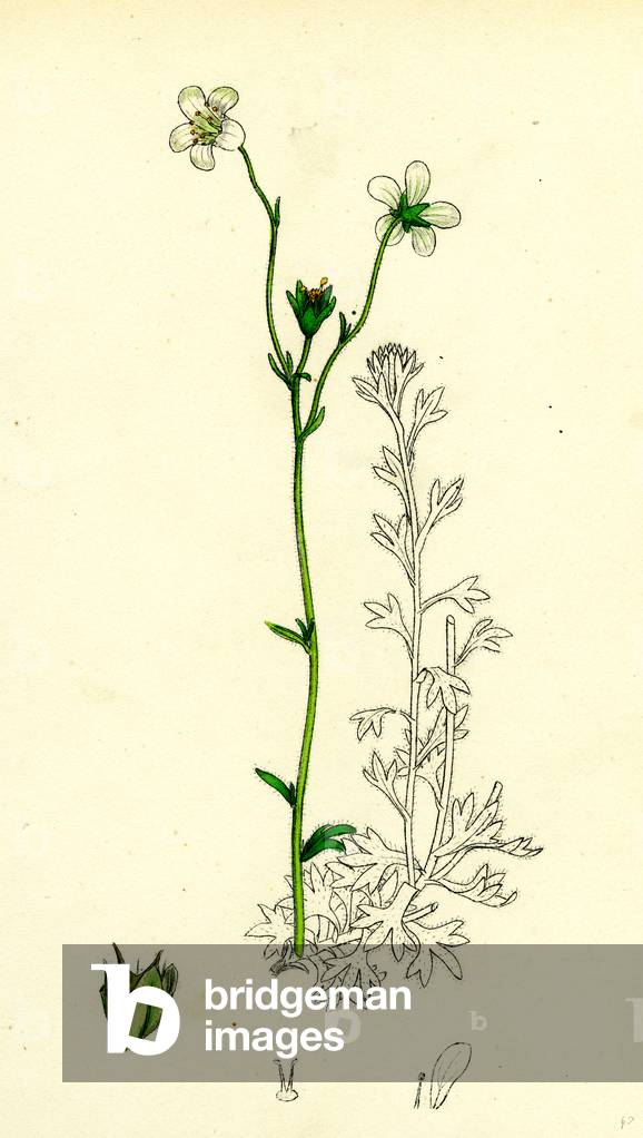 Saxifraga Hirta Var. Genuina Irish Mossy Saxifrage Var. A.