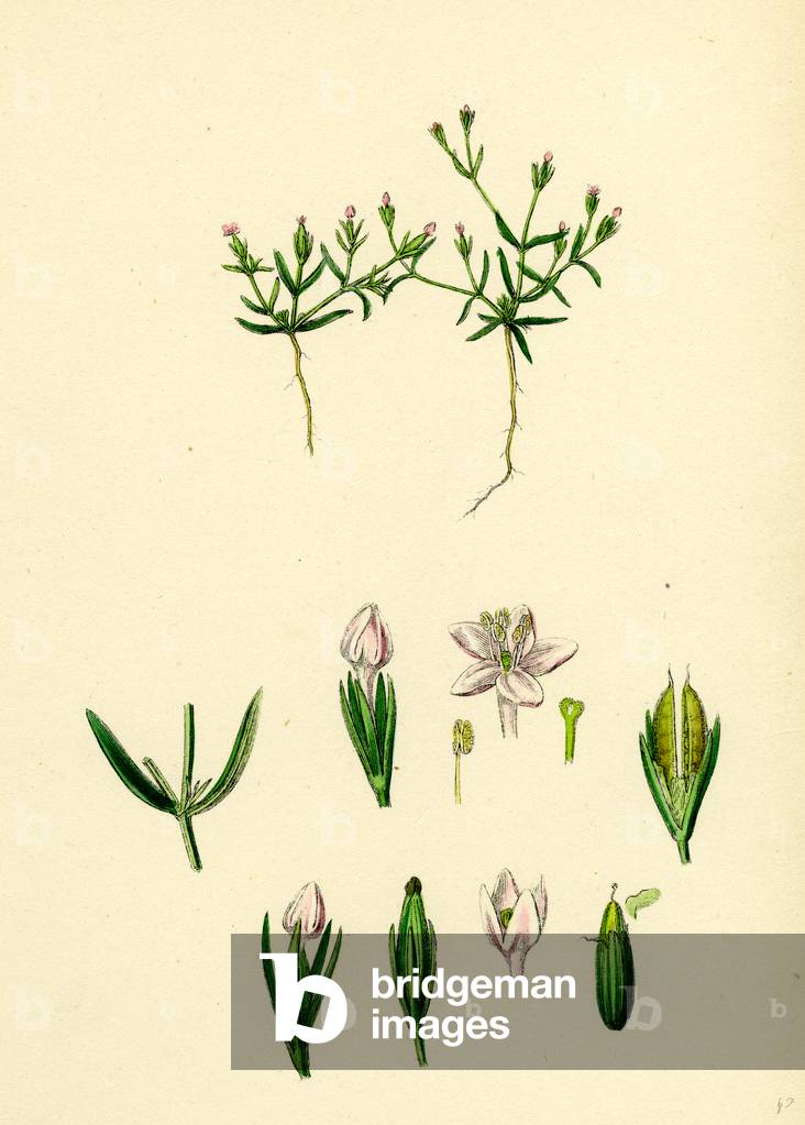 Cicendia Pusiila Least Cicendia