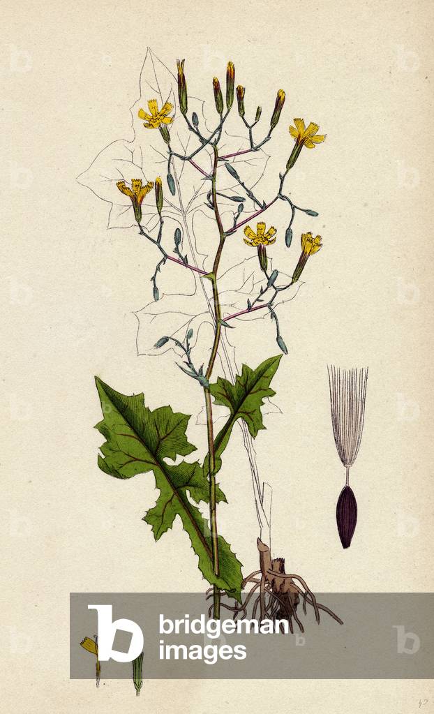 Lactuca Muralis Ivy-Leaved Lettuce