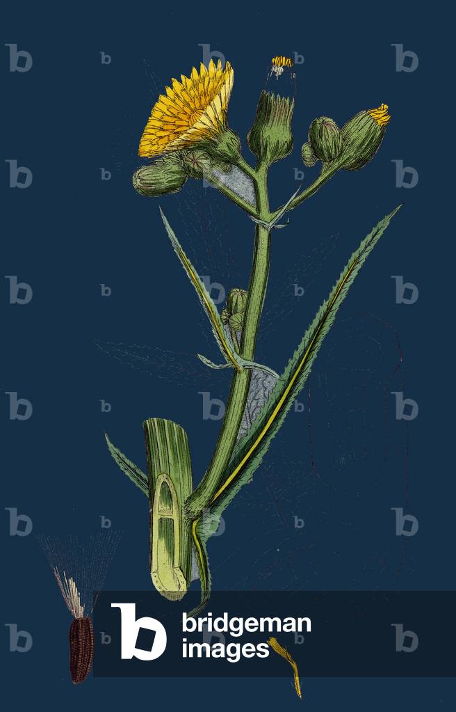 Suaeda Fruticosa; Shrubby Sea-Blite