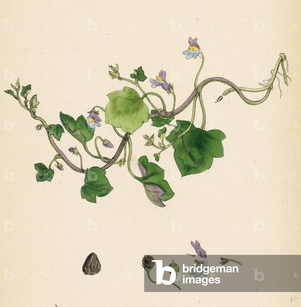 Linaria Cymbalaria Ivy-Leaved Toadflax