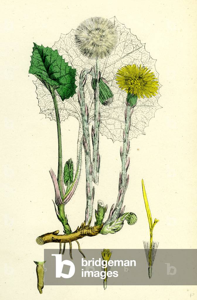 Tassilago Farfara Common Coltsfoot