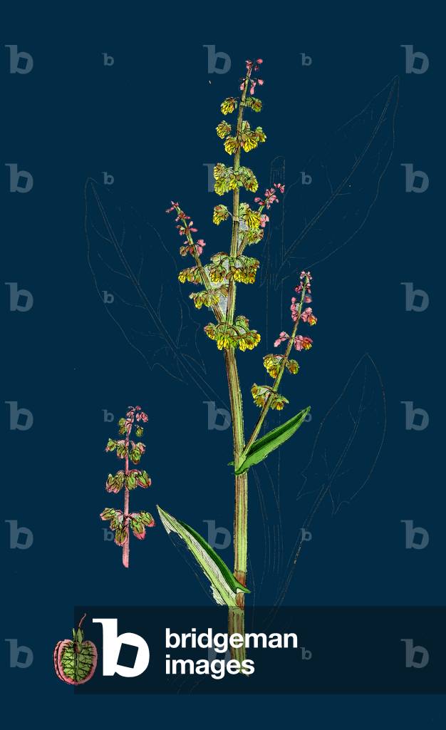 Myosotis Collina; Dwarf Forget-Me-Not