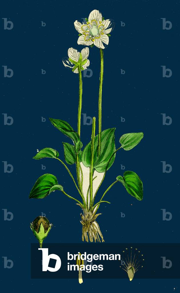 Sedum Rhodiola; Rose-Root