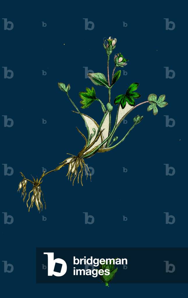 Myriophyllum Verticillatum; Whorled Water-Milfoil
