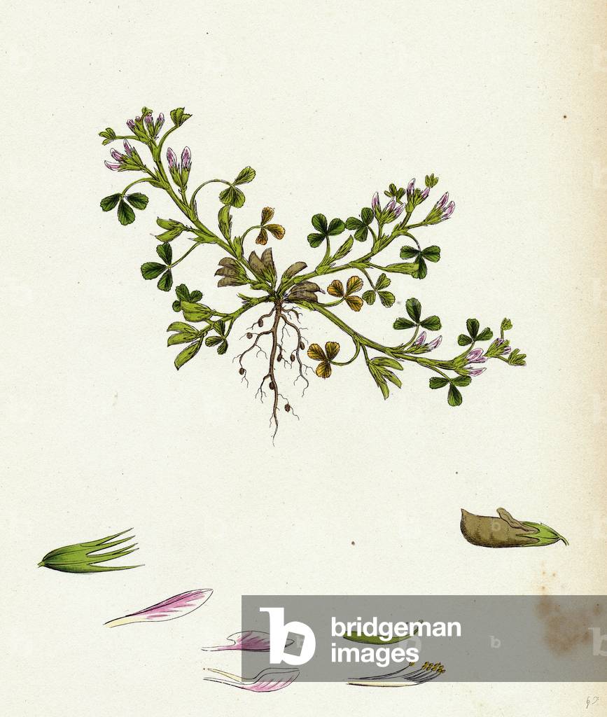 Trigonella Ornithopodioides Bird's-Foot Fenugreek